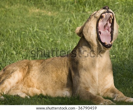 Female lion laying on the grass, roaring with the mouth open showing the teeth