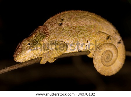 A brown chameleon perched on a branch in lemur forest camp, madagascar