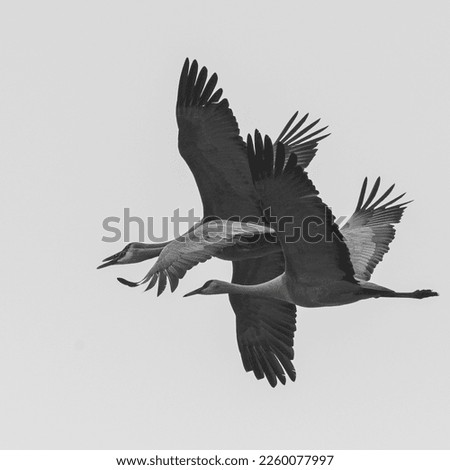 Similar – Image, Stock Photo cranes Flying Formation