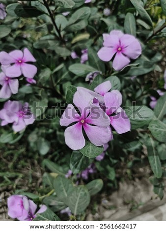 Similar – Image, Stock Photo Pinkish Garden Environment