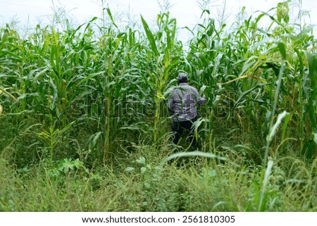 Image, Stock Photo ears in a cornfield spike