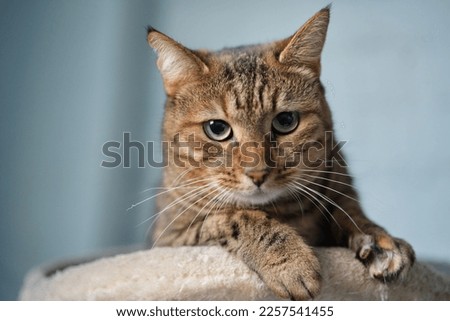 Similar – Image, Stock Photo Cute tabby cat lying down and looking at camera. Black and white image with copy space.