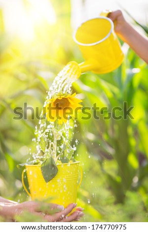 Beautiful sunflower in metal bucket