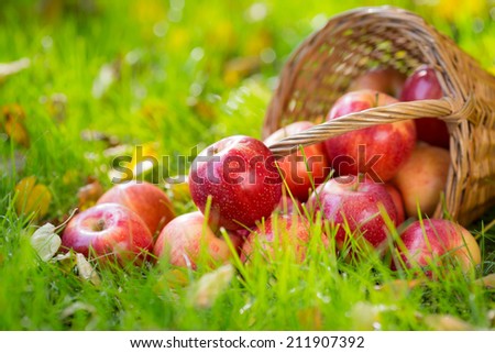 Fruits and flowers in autumn outdoors. Thanksgiving holiday concept