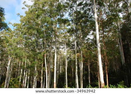 Tall Tree Forest