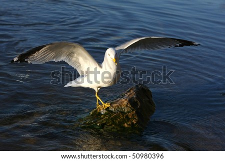 Ring-billed Gull Standing On Rock Open Wings