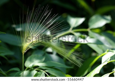 Foxtail Barley Grass