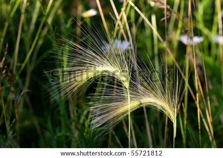 Foxtail Barley Grass