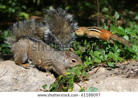 Eastern Gray Squirrel And Eastern Chipmunk