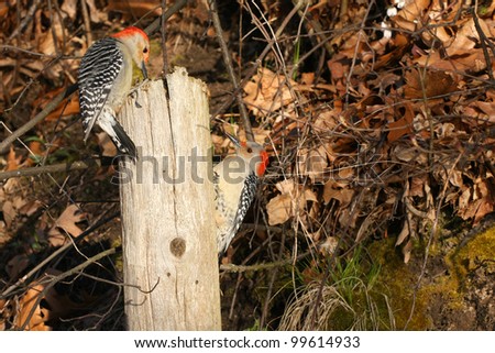 Red-bellied Woodpecker male & female