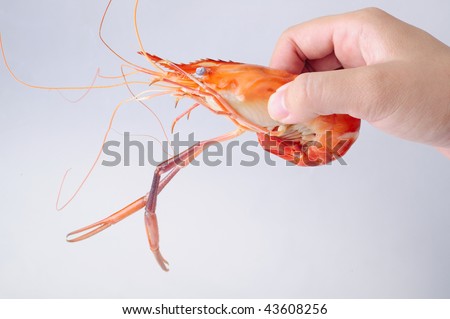 Hand picked shrimp