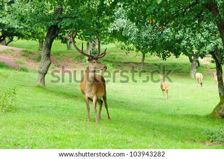Male and females of red deer (Cervus elaphus)