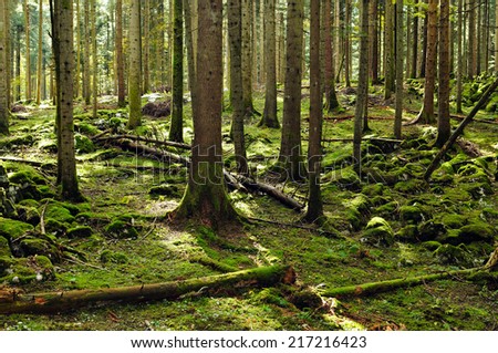 Similar – Image, Stock Photo Forest, fir forest, beech forest