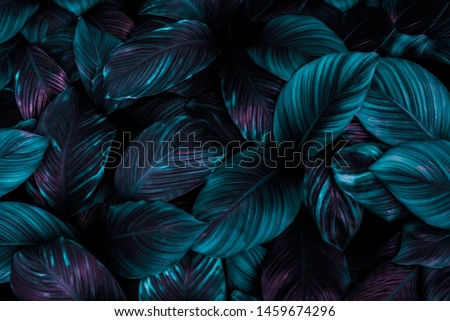 Similar – Image, Stock Photo purple flowers on dark watery background