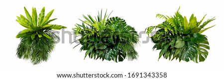 Green leaves of tropical plants bush (Monstera, palm, rubber plant, pine, bird’s nest fern) floral arrangement indoors garden nature backdrop isolated on white background thailand, clipping path. 