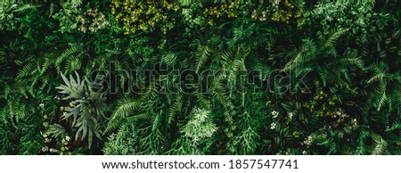 Similar – Image, Stock Photo Small green leaves in hedge wall texture background. Closeup green hedge plant in garden. Eco evergreen hedge wall. Natural backdrop. Beauty in nature. Green leaves with natural pattern wallpaper.