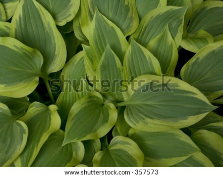 This is a close-up of the leaves of the green shade plant wolverine.