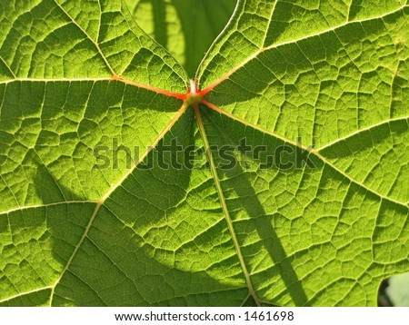 A super close-up of the veins on a leaf backlit by the sun.