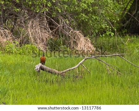 A bird perched on a tree limb in a wetland area in Central New Jersey.