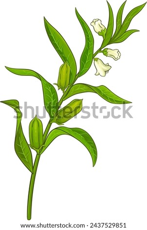 Sesame Branch with Flowers and Leaves Colored Detailed Illustration. 