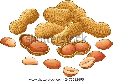 Peanut Plant Colored Detailed Illustration