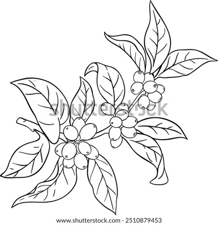 Coffee Branch with Berries Outline Illustration.