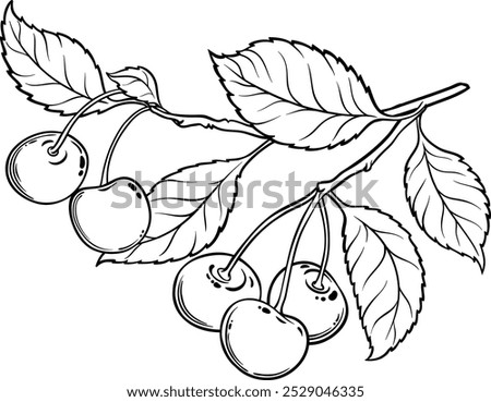 Image, Stock Photo The cherries are ripe!