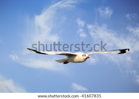 Similar – Image, Stock Photo Seagulls flying over my head in Berlin