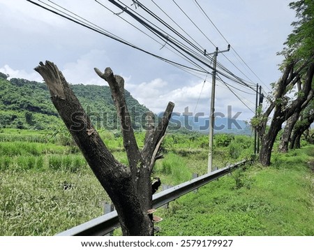 Similar – Image, Stock Photo Cut tree with barrier tape in park