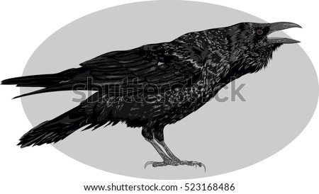 Illustration of the black raven bird. High Detailed Vector Art. 