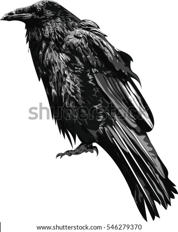 Raven art - Illustration of the black raven bird. High Detailed Vector Art. 