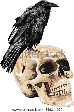 Illustration of the black raven bird  sitting on skull . High Detailed Vector Art. 