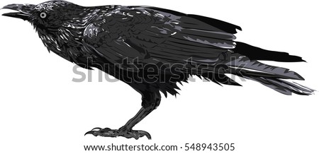 Crow art - Illustration of the black crow. High Detailed Vector Art. 
