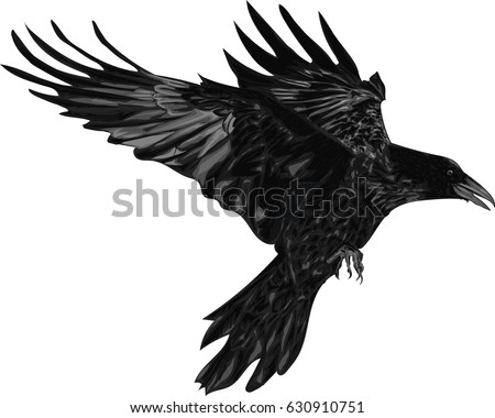 Raven - Vector Illustration