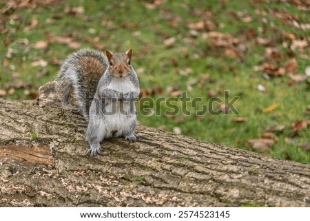 Similar – Image, Stock Photo caught by the gaze of a cat sitting in the middle of the living room