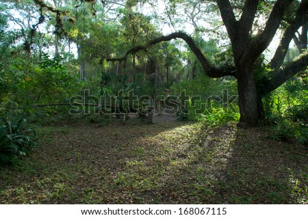 View of public park in southwest florida with sunrising behind a large oak tree.