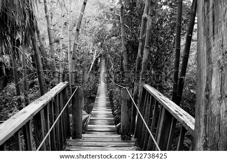 Looking out across a wooden suspension bridge in a subtropical environment in southwest florida.