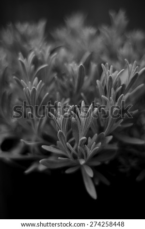 Black and white fine art image of a lavender plant coming towards the viewer.