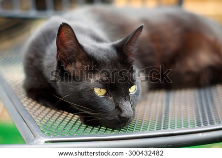 A rare Havana Brown cat is resting on a chair outdoors, shallow depth of field.