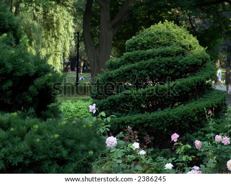 well manicured spiral cut bush in rose garden at the boston public gardens