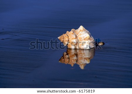 Large conch shell on the shore as the tide comes in, in bright sunshine with vivid, sharp reflection