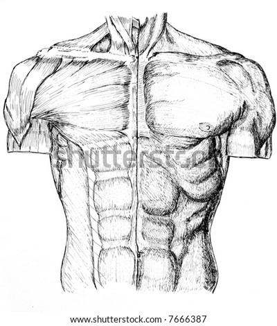 Pen And Ink Anatomical Drawing Of The Back Of A Man Showing Muscles ...