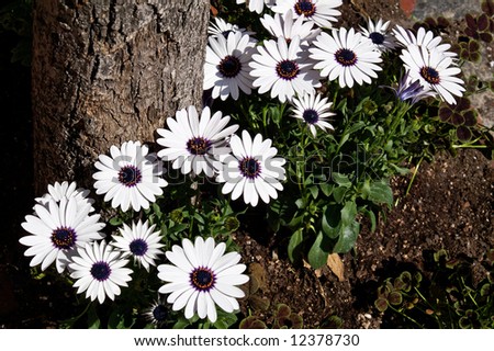 beautiful white and purple flowers at the base of tree in full sunshine on a spring morning