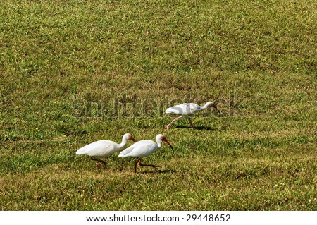 field of grass with three white egret herons walking across the lower section with lots of room for copyspace