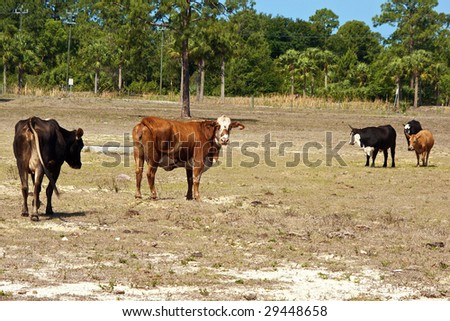 Variety of cows standing looking and walking on a barren field
