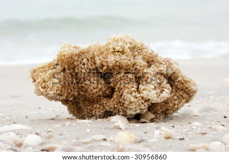 close up with shallow depth of field of a sea sponge on the beach surrounded by shells