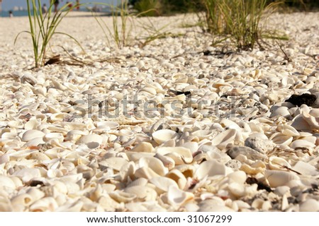 A ground level view of the sea shell covered Bonita Beach in Bonita Springs, Florida. Close up detailed shot showing the shell covered ground with grass growing.