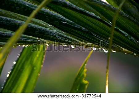 a row of rain drops line the bottom of  a large leaf on a palm tree after rain storm