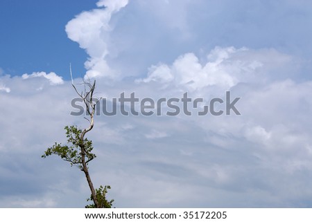 cloud filled sky with lone tree reaching up to the sky with lots of room for copy or text