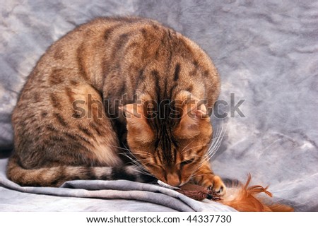 Adult male bengal cat attacking feathered toy.